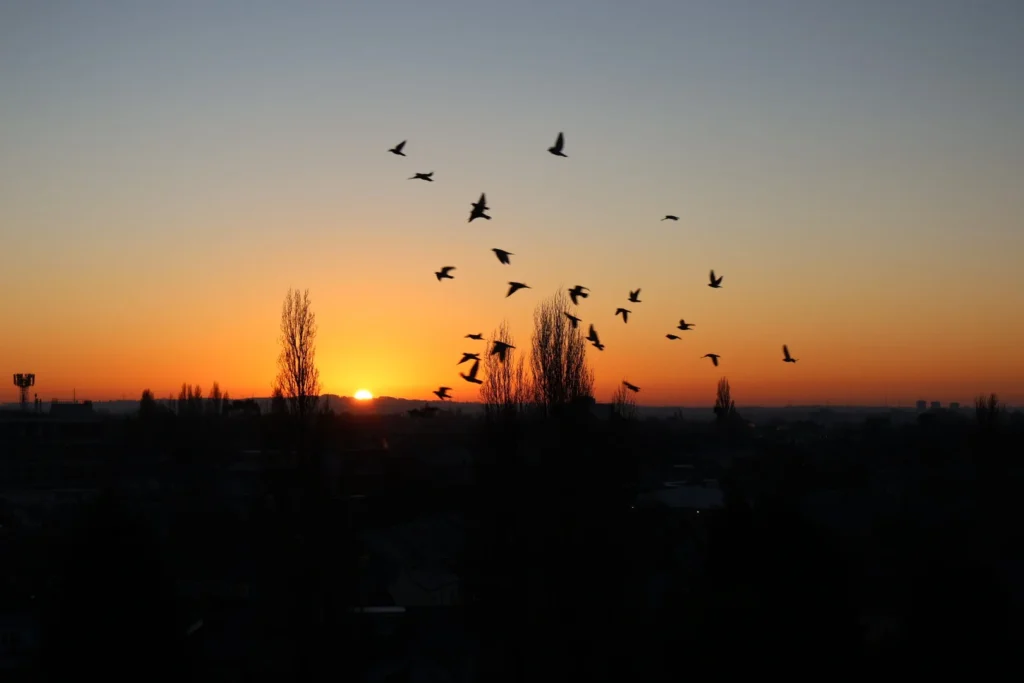 birds flying against the backdrop of sunrise with a couple of trees outlined in the distance 