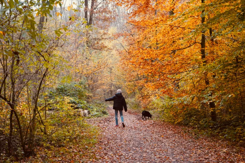 The view from behind as a person walks on a path the woods. The leaves are orange and a black dog is sniffing something to the side of the trail.